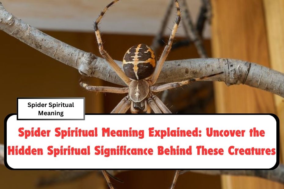 Spider Spiritual Meaning Explained: Uncover the Hidden Spiritual Significance Behind These Creatures