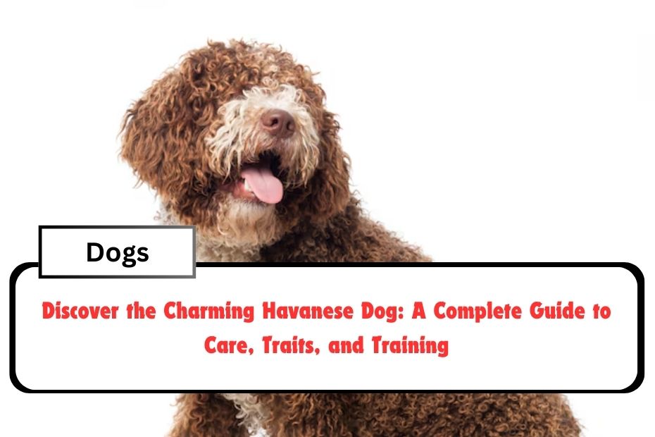 Discover the Charming Havanese Dog: A Complete Guide to Care, Traits, and Training