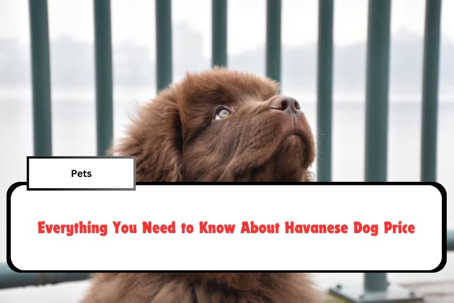 Everything You Need to Know About Havanese Dog Price