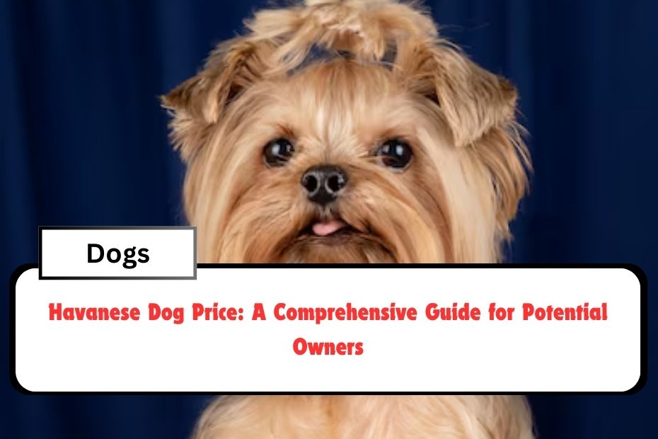 Havanese Dog Price: A Comprehensive Guide for Potential Owners