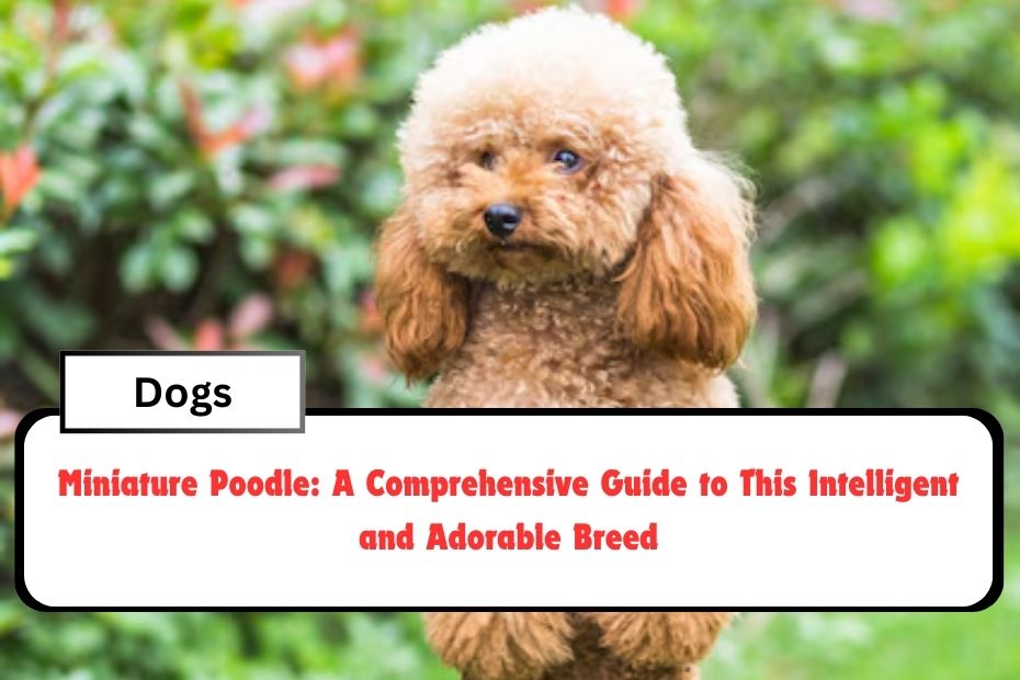 Miniature Poodle: A Comprehensive Guide to This Intelligent and Adorable Breed