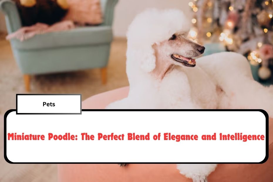 Miniature Poodle: The Perfect Blend of Elegance and Intelligence