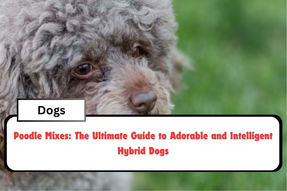 Poodle Mixes: The Ultimate Guide to Adorable and Intelligent Hybrid Dogs