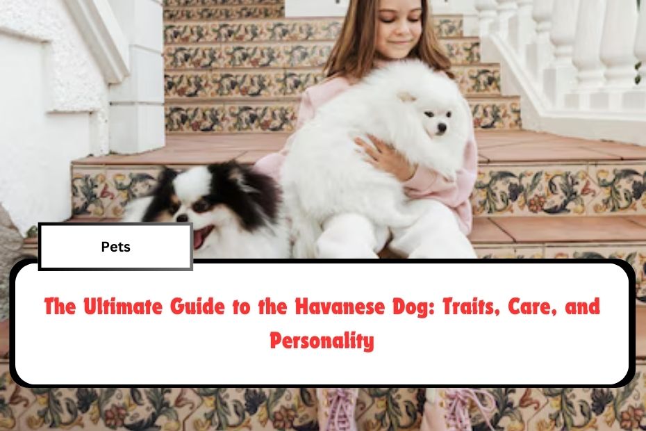 The Ultimate Guide to the Havanese Dog: Traits, Care, and Personality