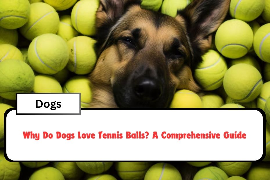 Why Do Dogs Love Tennis Balls? A Comprehensive Guide